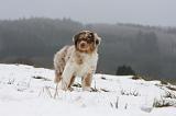 BERGER AUSTRALIEN PUPPIES 441